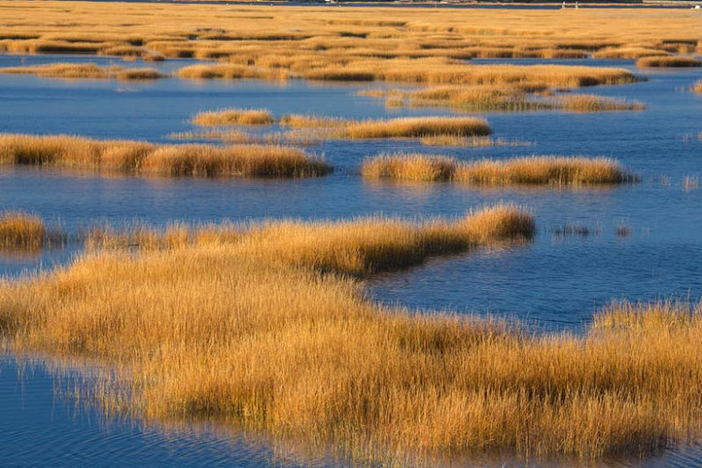 Native Grasses for Virginia's Northern Neck Peninsula