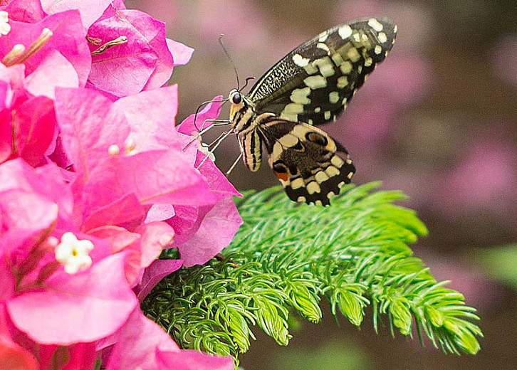 Great Pollinator Plants for Connecticut