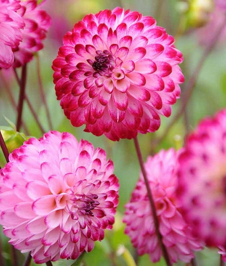 dahlia pompon