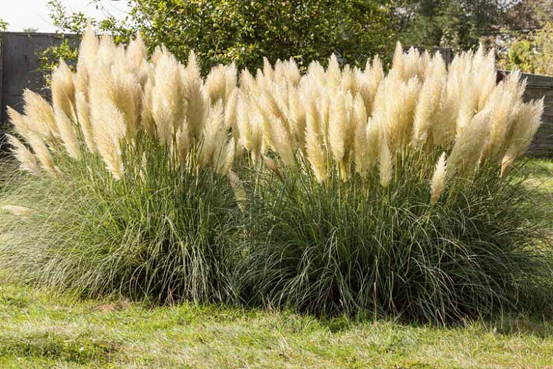 Native Plant Alternatives to Cortaderia selloana (Pampas Grass)