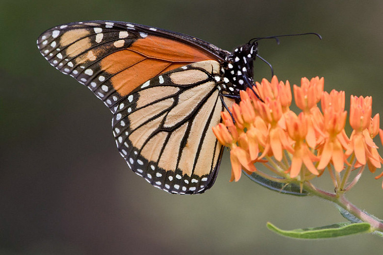 Monarch Nectar Plants for Texas