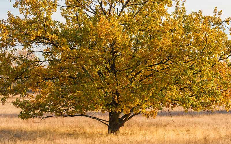recommended-native-trees-for-virginia-s-capital-region