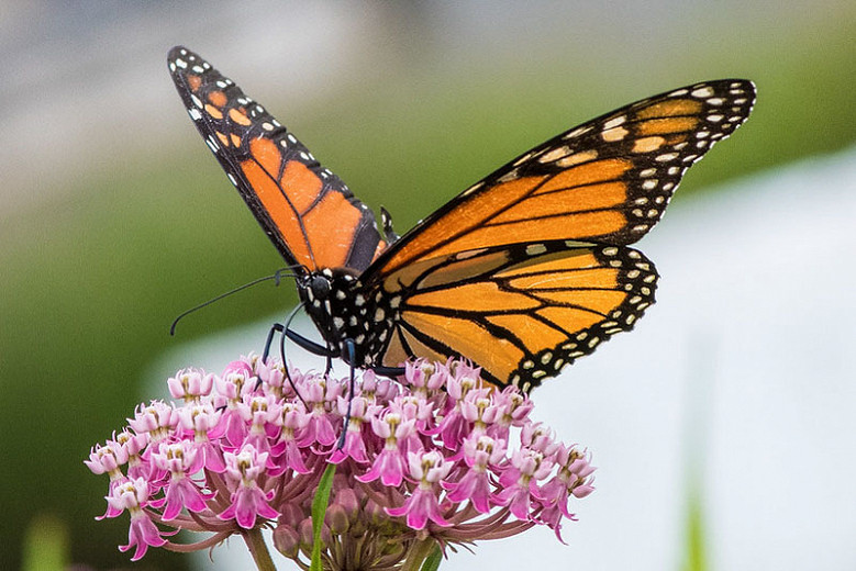 Monarch Nectar Plants for Montana