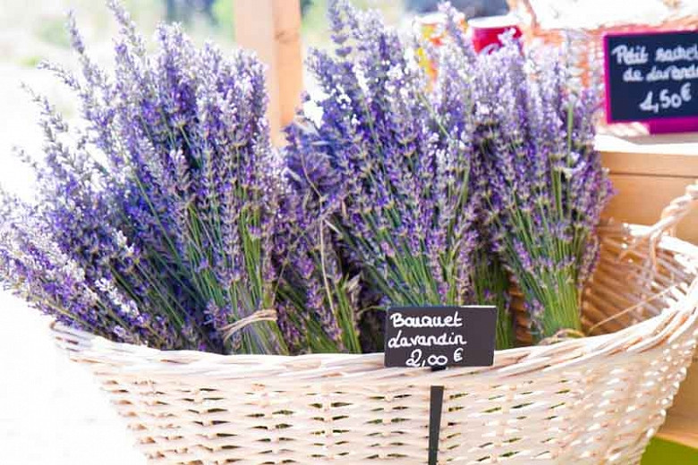 Image of Lavender summer flowers