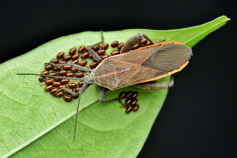 Squash Bugs Guide