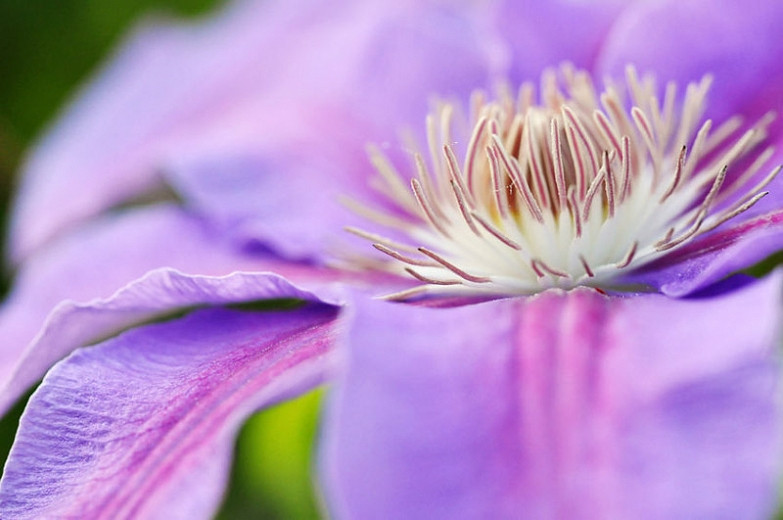 Great Clematis for the Midwest