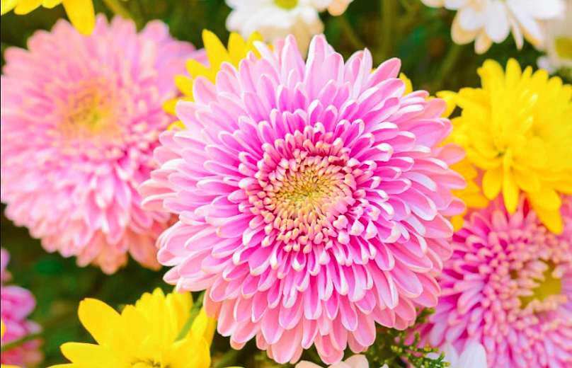 Chrysanthemum Learn How To Plant, Care and Grow Magnificent Flowers