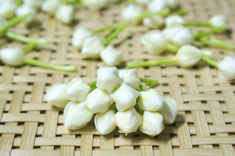 Gardenia Bud Drop Problem