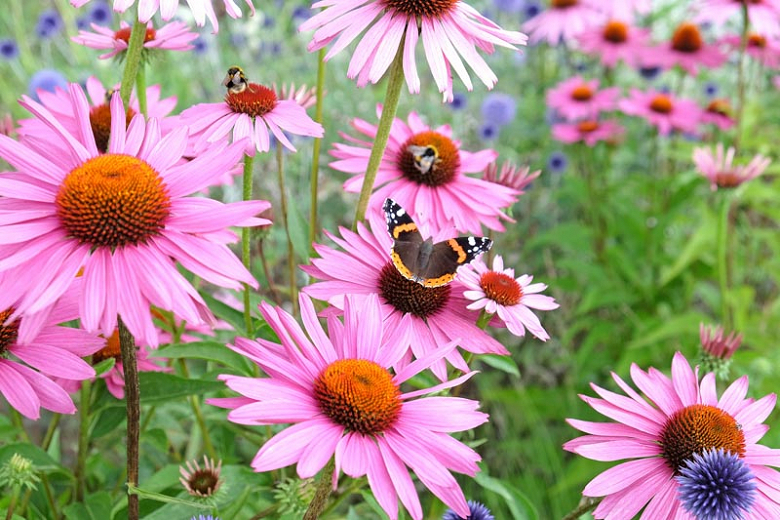 Echinacea (Coneflower) How to Grow and Care with Success