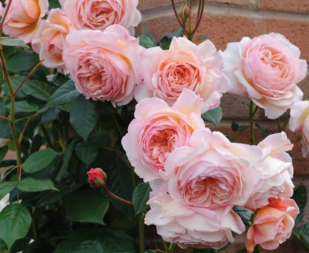 Best English Roses for Partial Shade