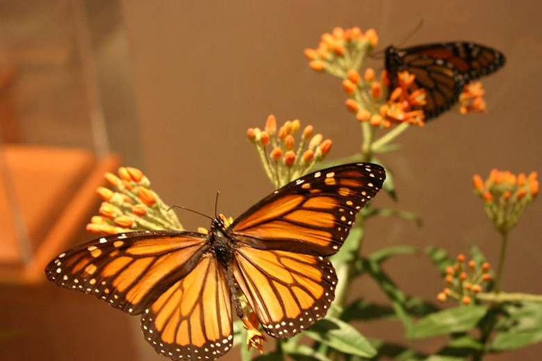 Monarch Nectar Plants for Indiana