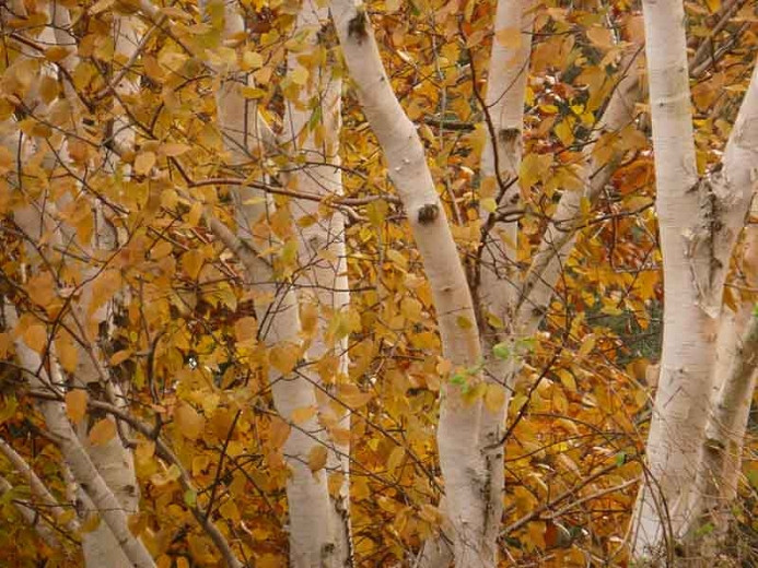 Which Birch to Choose for my Garden?