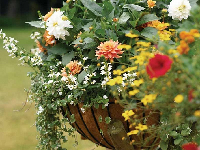 Best Dahlias For Containers and Low Borders