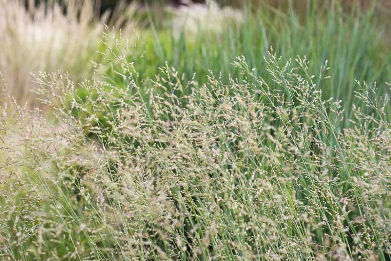Native Grasses for Northern Virginia