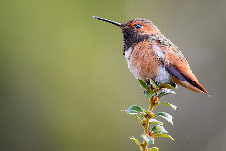 Native Plants that Attract Hummingbirds in Virginia's Northern Piedmont