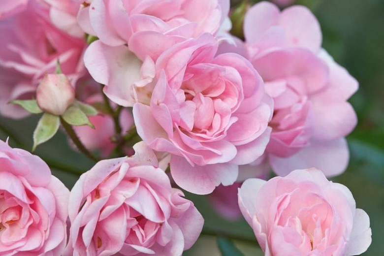 Combine LateFlowering Clematis with your Climbing Roses