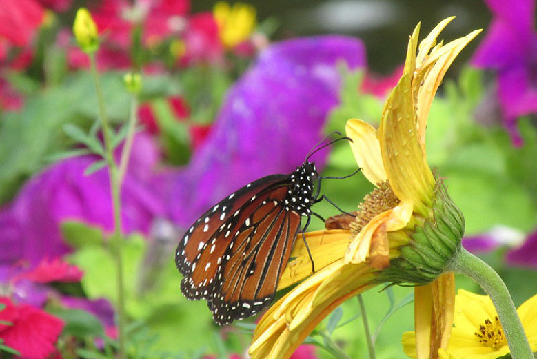Great Pollinator Plants for Louisiana