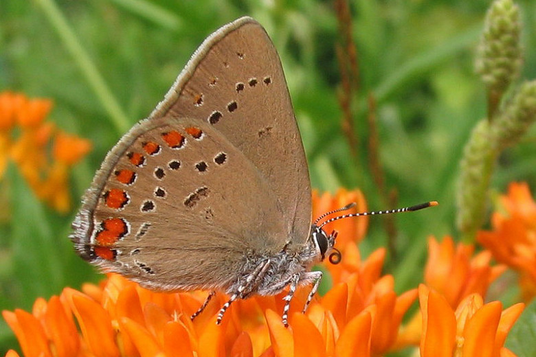 Great Pollinator Plants for Ohio