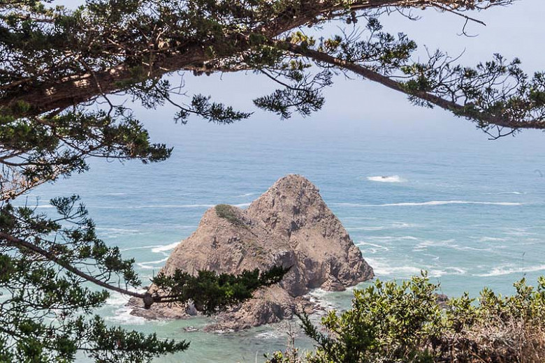 ShadeLoving Native Trees for the Northern California Coast