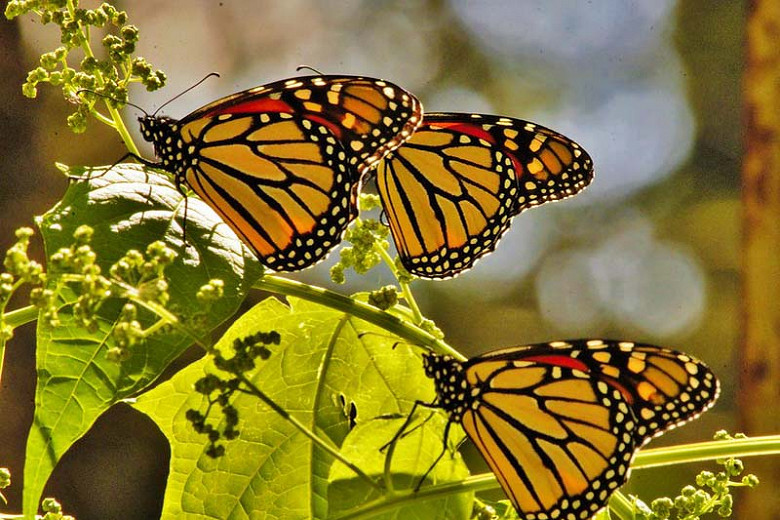 Monarch Nectar Plants for Oregon
