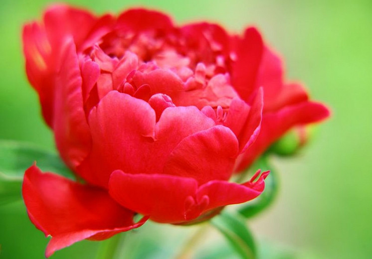 Red Peonies per Blooming Season