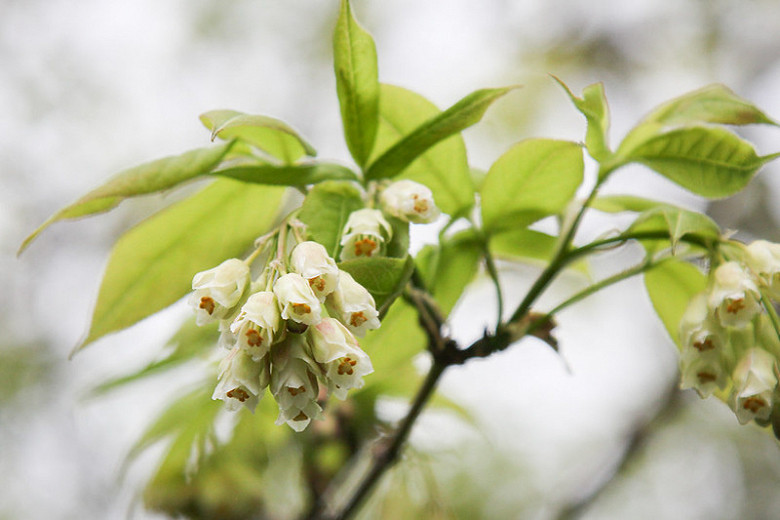 Native Shrubs for Virginia's Central Rappahannock Region
