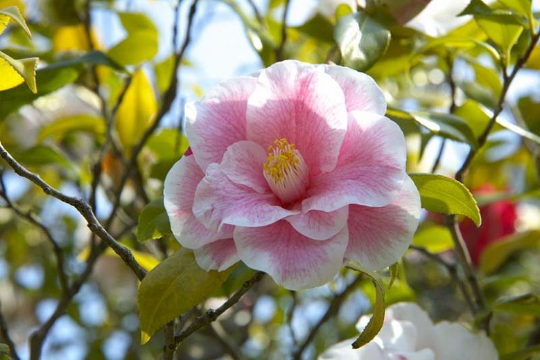 camellia-tsaii-nz-best-prices-www-oceanproperty-co-th