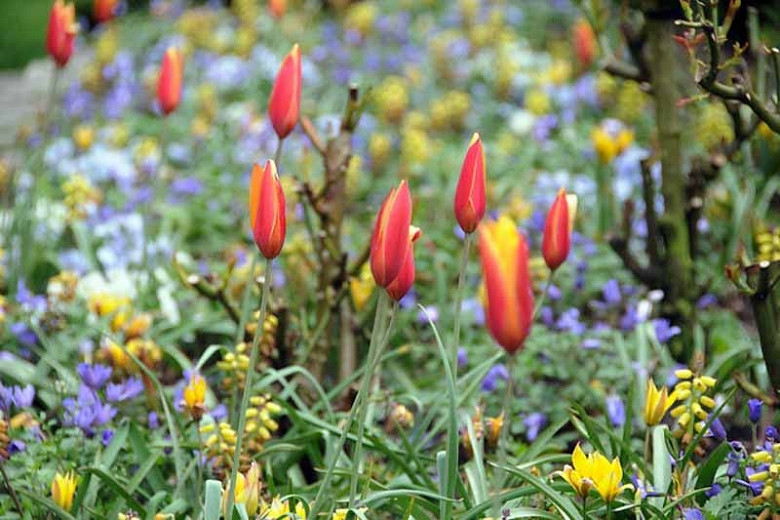 Best Spring Bulbs for the Northern Central Region