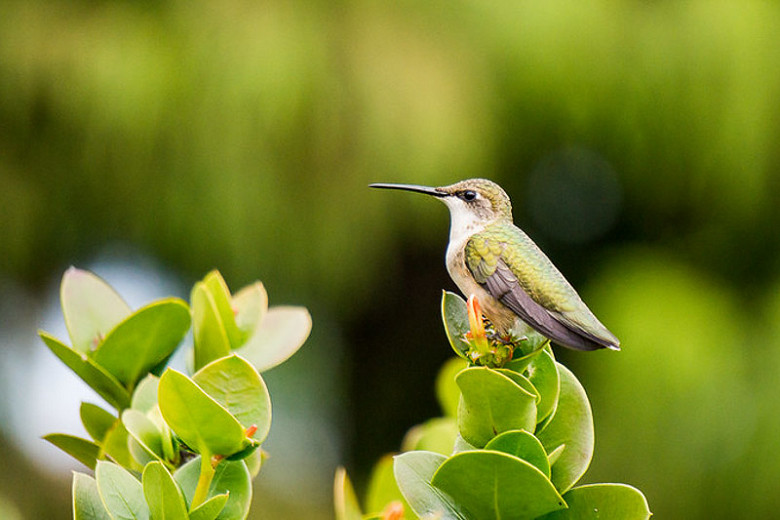 25 Flowers That Attract Hummingbirds in Virginia Nature Blog Network