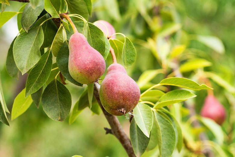 Pear tree how long till fruit