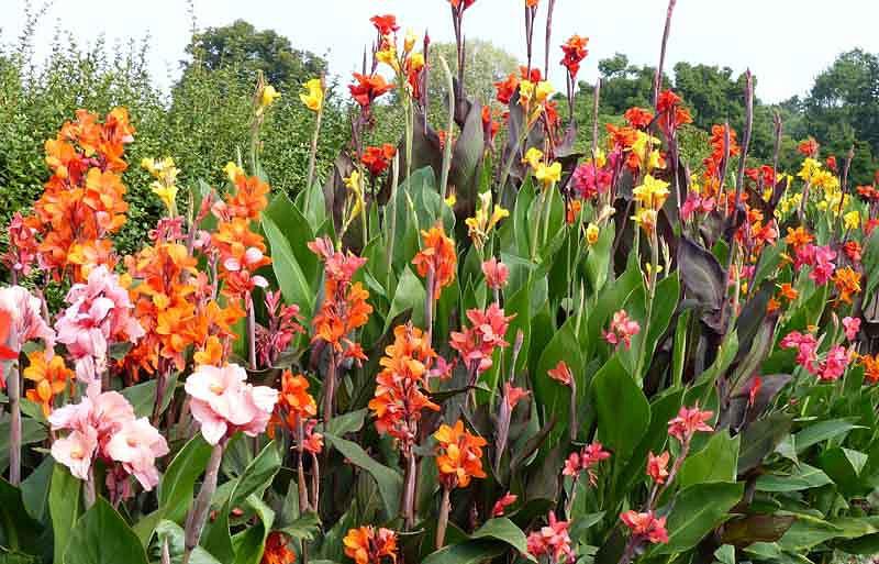 Learn How To Plant Care And Grow Splendid Canna Lilies