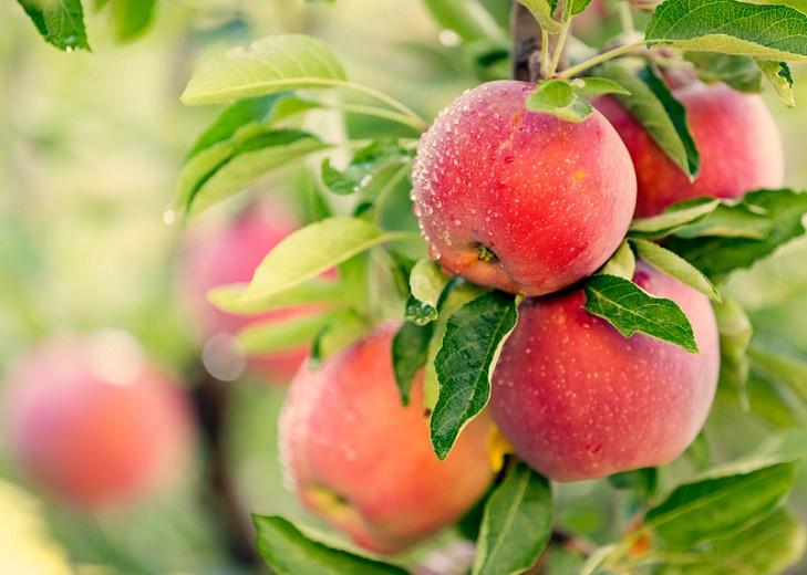 Jak długo jabłoń może wydać owoce?