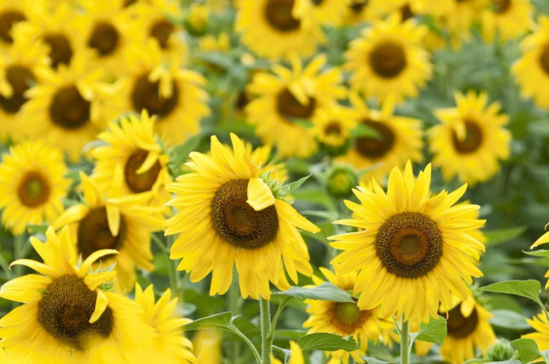 Main Sunflower Types for your Garden