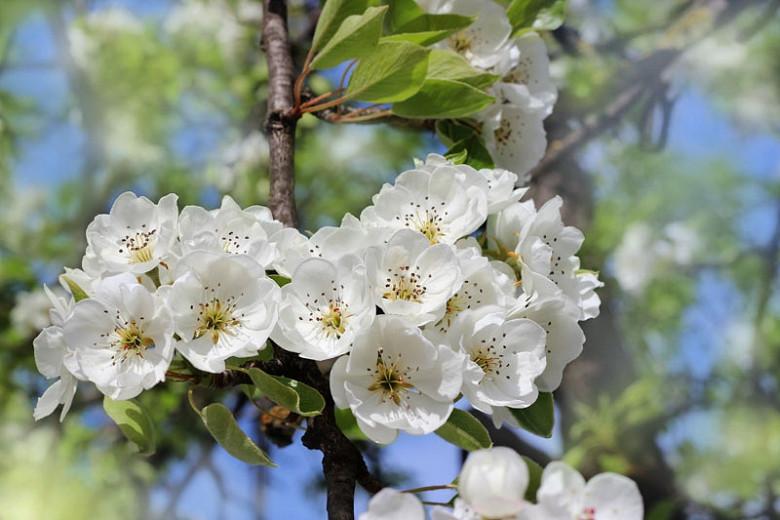 Pear tree blossom fruit