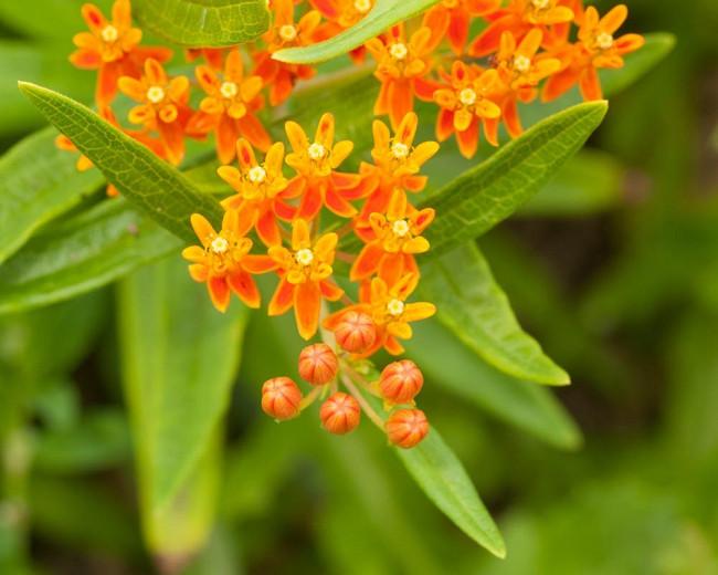Butterfly milkweed plant care