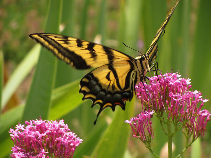 Great Pollinator Plants for Maryland
