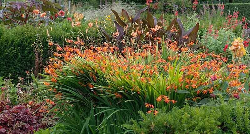 Image of Crocosmia companion plant for Mexican feather grass