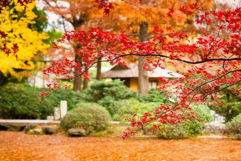 Image of Japanese maple and Japanese holly companion plants