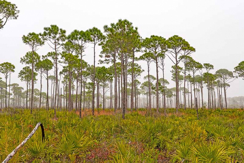 SunLoving Native Trees for North Florida