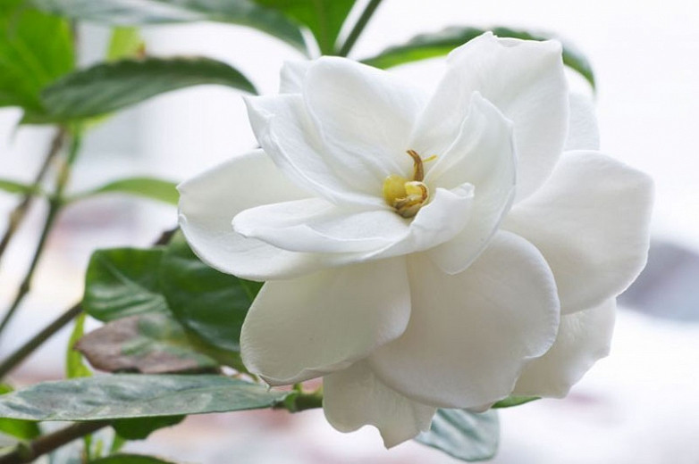 Favorite Gardenia Varieties Complete Selection Guide