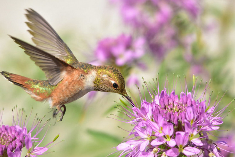 Great Pollinator Plants for Idaho