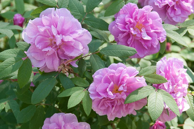 Native Plant Alternatives to Rosa rugosa (Rugosa Rose)
