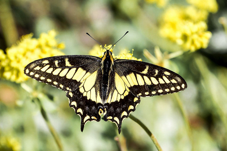 Great Pollinator Plants for Oregon