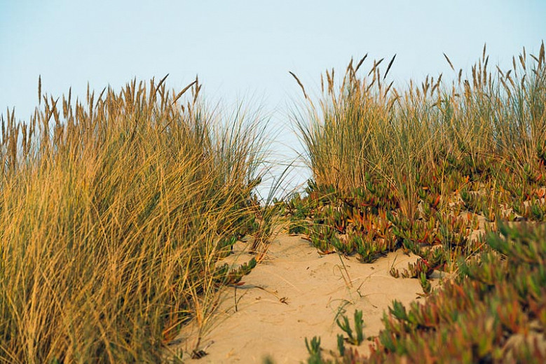 Native Grasses for the Northern California Coast Region