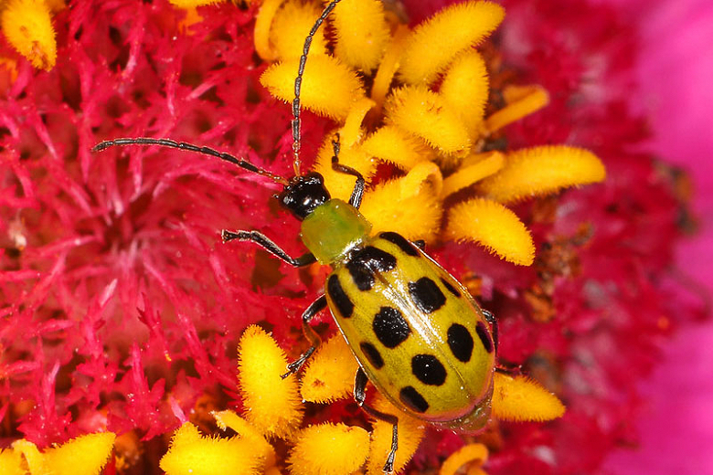 Cucumber Beetles, Spotted Guide