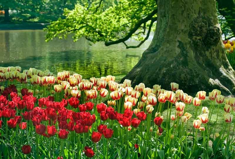 Learn How To Plant And Care for Your Flower Bulbs