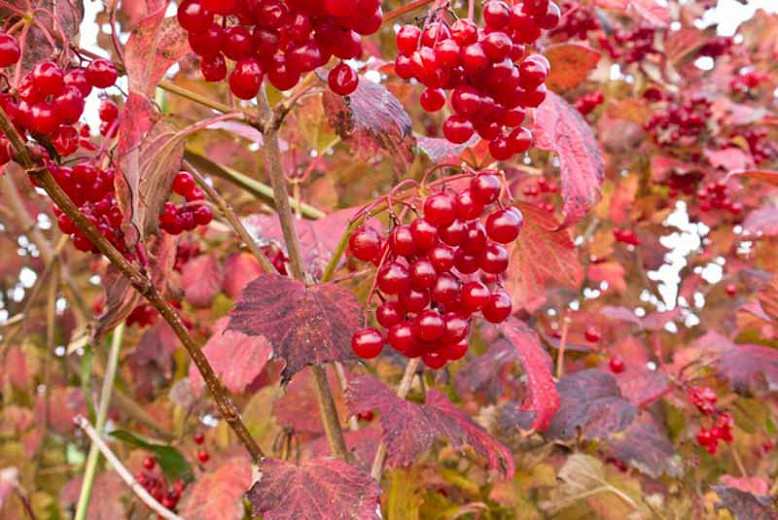 Native Plant Alternatives to Viburnum opulus (European Cranberrybush)