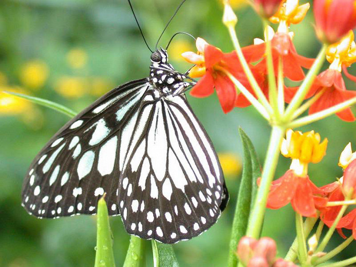 Great Pollinator Plants for West Virginia