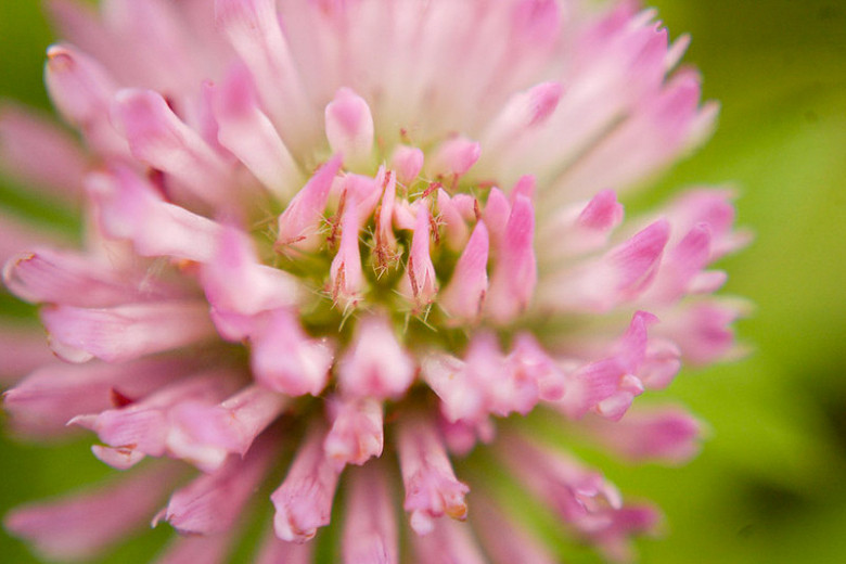 Native Plant Alternatives to Trifolium pratense (Red Clover)