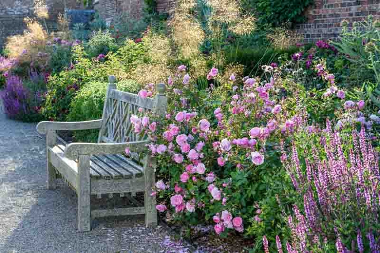 Best English Roses for Hedges